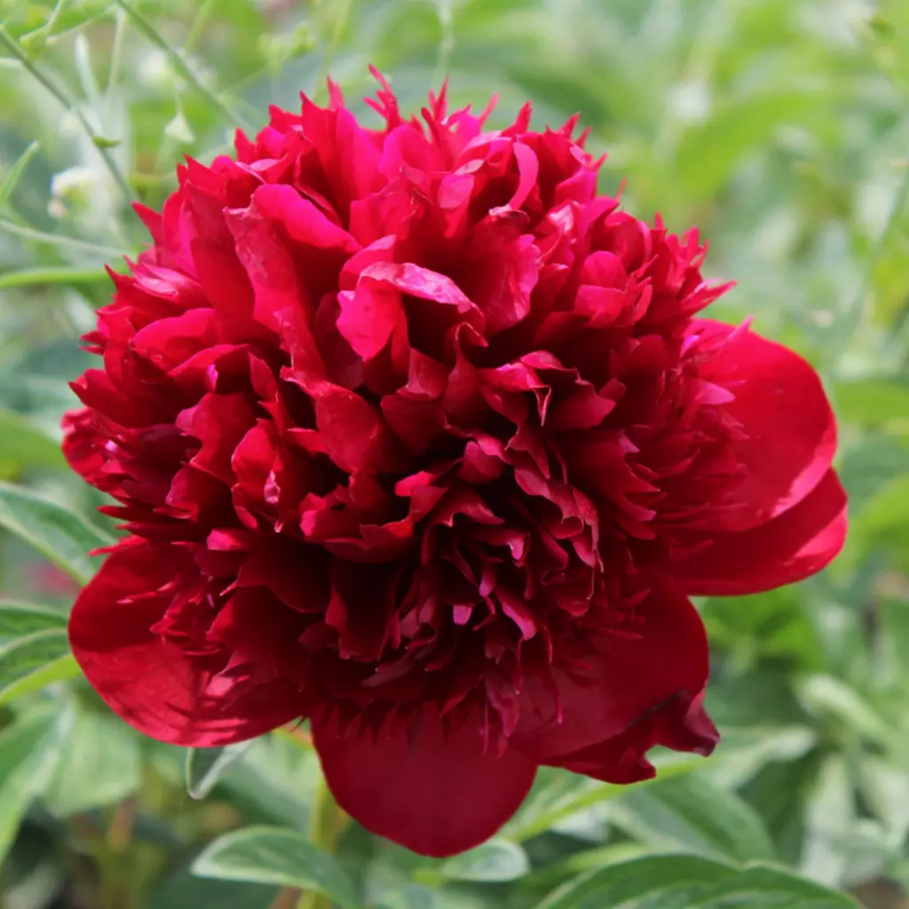 Bulb Bujor Paeonia Red - 1 buc - Flori Mari Rosu Intens Parfumat [1]