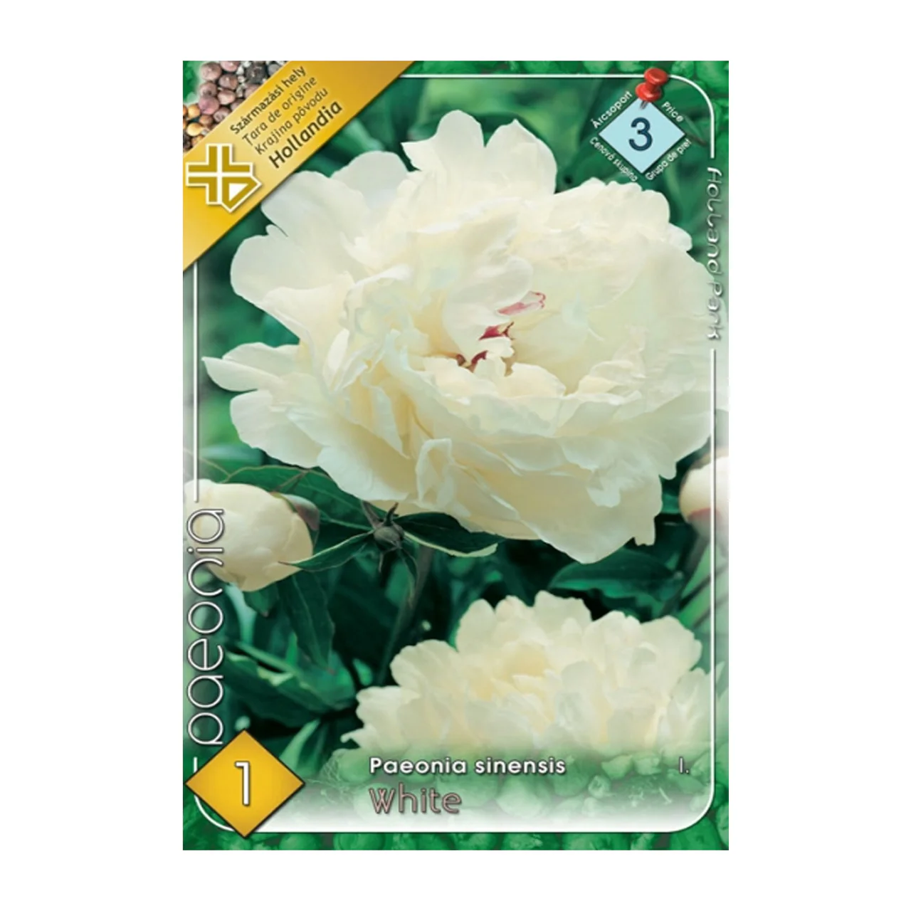 Bulbi de flori - Bulb Bujor Paeonia White - 1 buc - Flori Mari Albe si Parfumate