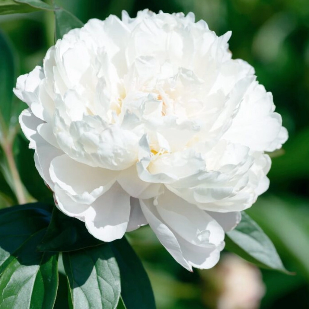 Bulb Bujor Paeonia White - 1 buc - Flori Mari Albe si Parfumate [1]