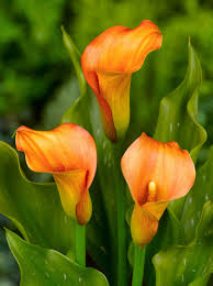 Bulb Cala Zantedeschia Orange, 1 bucata, Flori Portocalii Exotice pentru Gradina si Ghiveci [3]