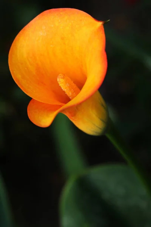 Bulbi de flori - Bulb Cala Zantedeschia Orange, 1 bucata, Flori Portocalii Exotice pentru Gradina si Ghiveci
