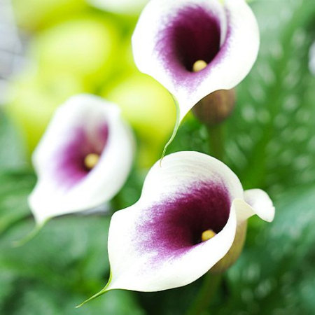 Bulb Cala Zantedeschia Picasso - 1 buc - Mov Profund cu Bordura Alba [1]