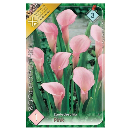 Bulbi de flori - Bulb Cala Zantedeschia Pink - 1 buc - Roz Vibrant si Aspect Exotic