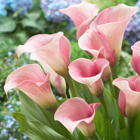 Bulb Cala Zantedeschia Pink - 1 buc - Roz Vibrant si Aspect Exotic [3]