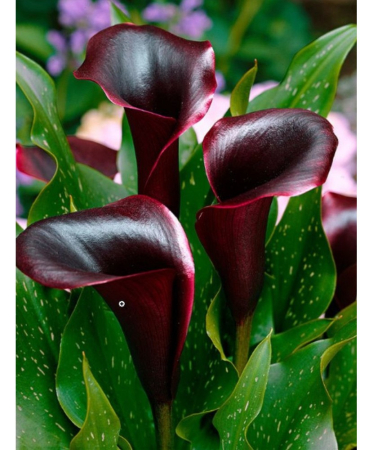 Bulb Cala Zantedeschia Schwarzwalder, 1 bucata, Flori Negru-Visiniu Inchis, Agrinin [1]