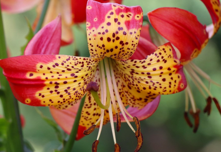 Bulbi de flori - Bulb Crin Lilium Fusion - 1 buc - Hibrid Rar Rosu cu Centru Galben