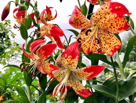 Bulb Crin Lilium Fusion - 1 buc - Hibrid Rar Rosu cu Centru Galben [1]