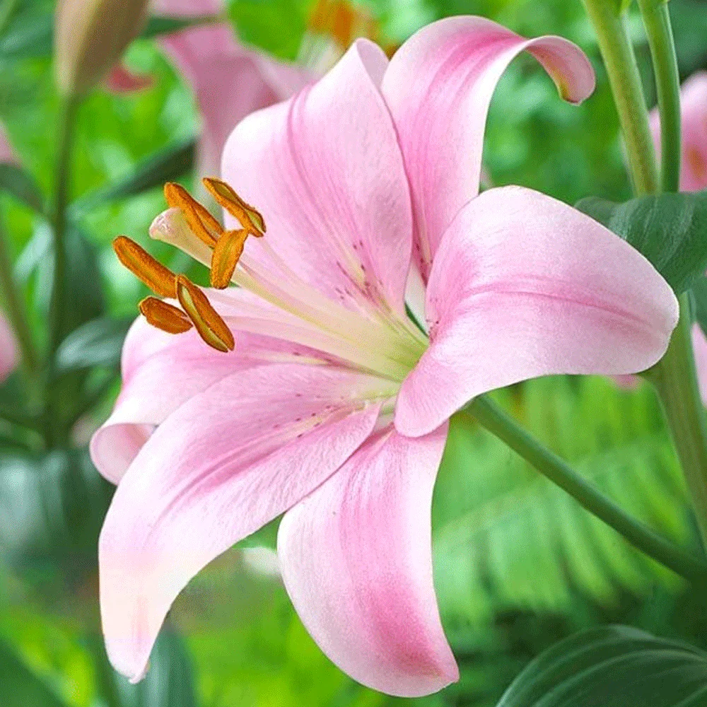 Seminte - Bulb Crin Lilium Pink Perfection - 1 buc - Roz Intens si Parfum Puternic