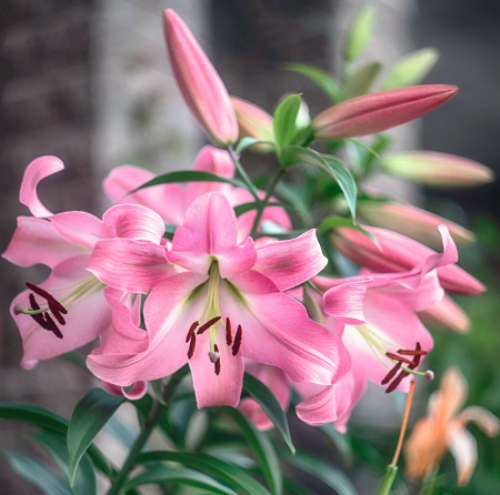 Bulb Crin Lilium Pink Perfection - 1 buc - Roz Intens si Parfum Puternic [1]