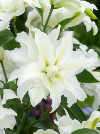 Bulb Crin Oriental Lilium Innocent Lady - 1 buc 14/16 mm  - Alb cu Bordura Roz si Parfumat [2]