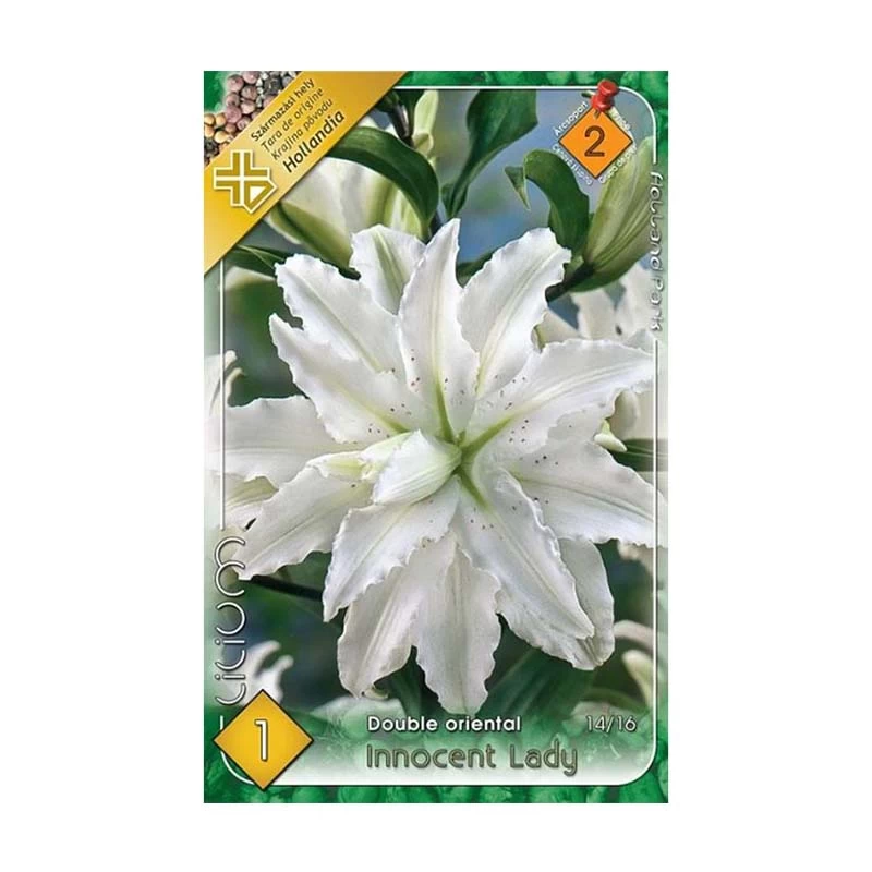 Bulbi de flori - Bulb Crin Oriental Lilium Innocent Lady - 1 buc 14/16 mm  - Alb cu Bordura Roz si Parfumat