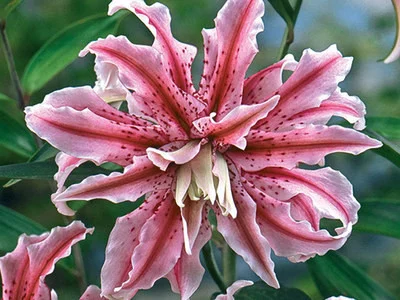 Bulbi de flori - Bulb Crin Oriental Lilium Magic Star - 1 buc - Flori Duble Roz cu Bordura Alba