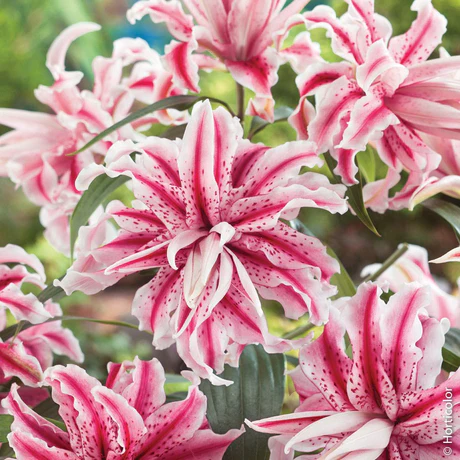 Bulb Crin Oriental Lilium Magic Star - 1 buc - Flori Duble Roz cu Bordura Alba [1]