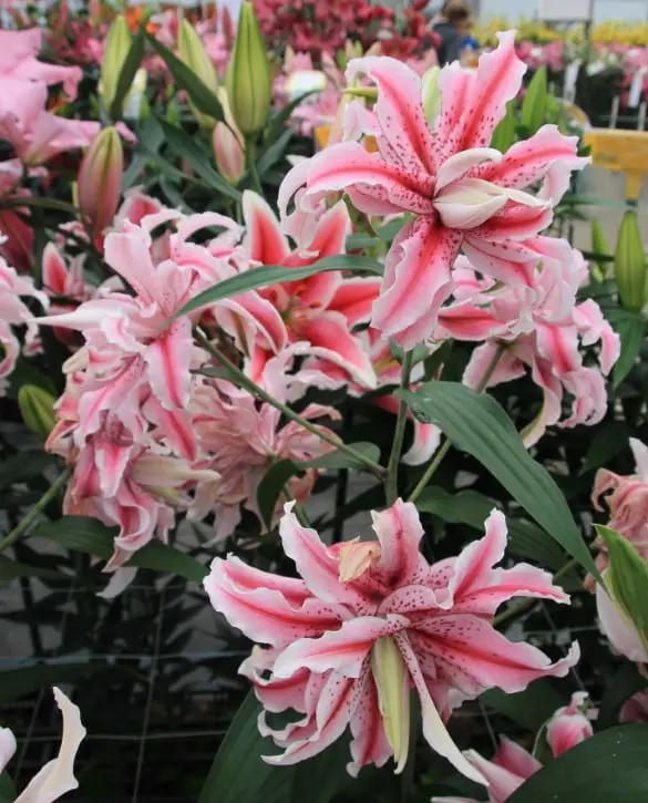 Bulb Crin Oriental Lilium Magic Star - 1 buc - Flori Duble Roz cu Bordura Alba [2]
