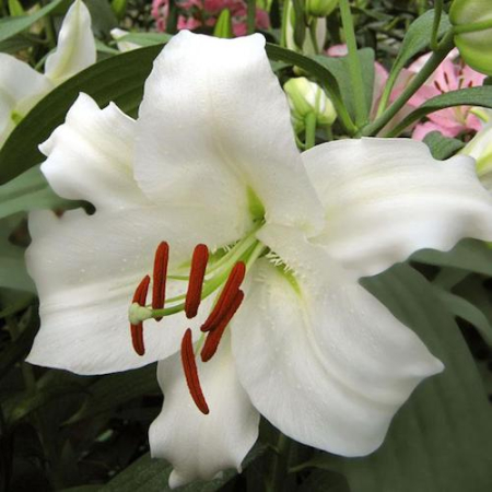 Bulb Crin Oriental Lilium Siberia - 1 buc - Alb Imaculat si Parfumat [2]