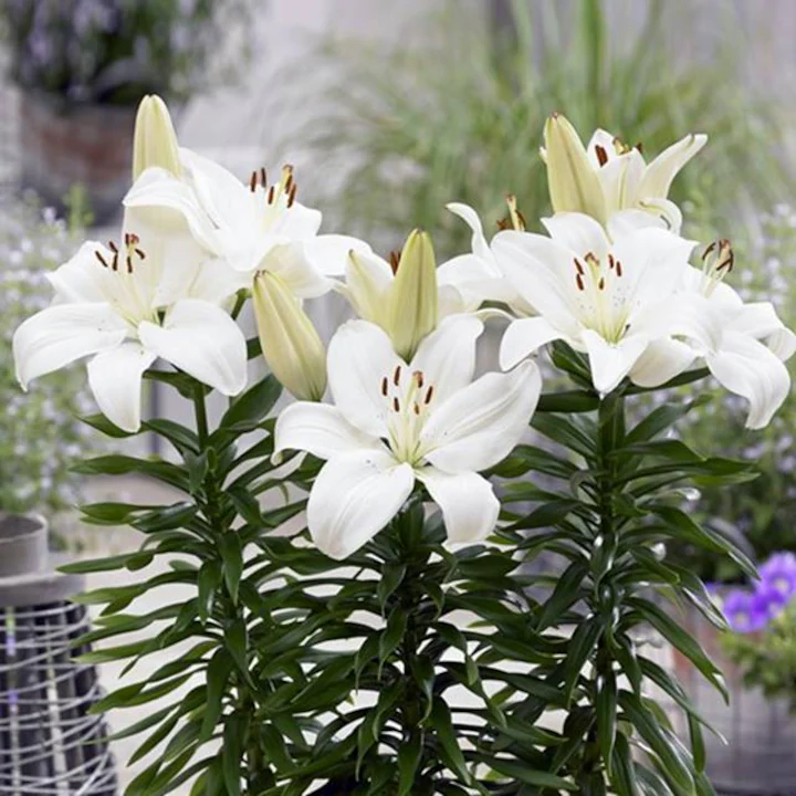 Bulb Crin Oriental Lilium Siberia - 1 buc - Alb Imaculat si Parfumat [4]