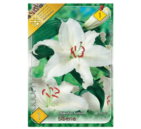 Seminte - Bulb Crin Oriental Lilium Siberia - 1 buc - Alb Imaculat si Parfumat