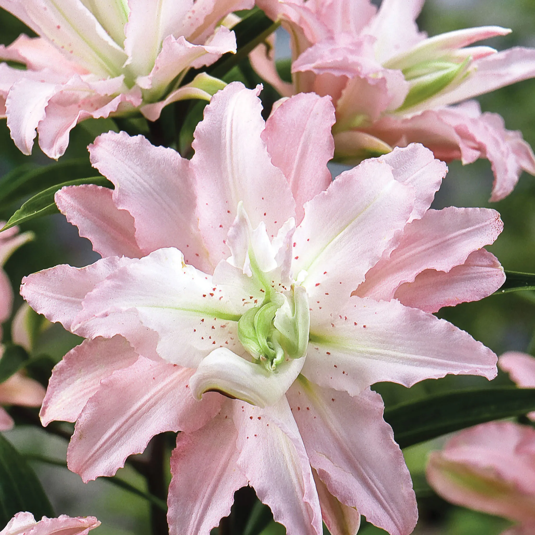 Bulbi de flori - Bulb Crin Oriental Lilium Soft Music - 1 buc - Roz Delicat si Parfumat