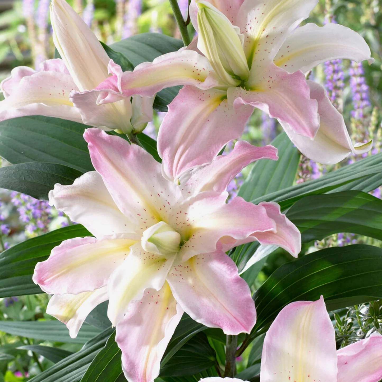 Bulb Crin Oriental Lilium Soft Music - 1 buc - Roz Delicat si Parfumat [1]