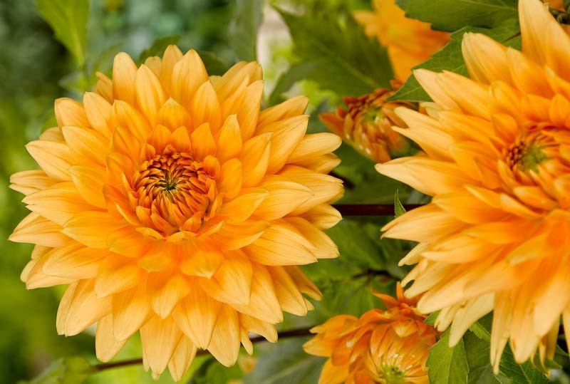 Bulb Dahlia Glorie van Noordwijk, 1 bucata, Flori Portocalii Decorative de Vara, Agrinin [1]