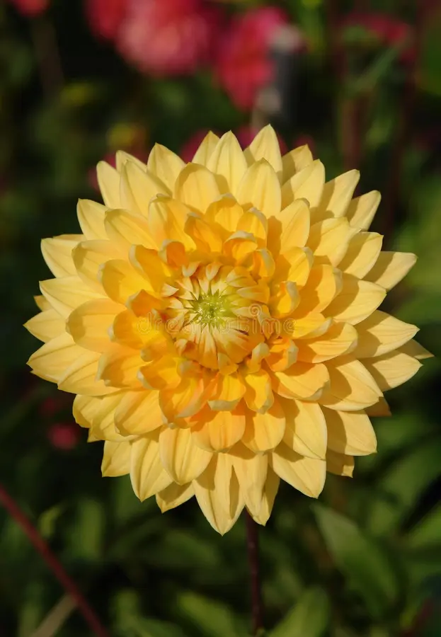 Seminte - Bulb Dahlia Glorie van Noordwijk, 1 bucata, Flori Portocalii Decorative de Vara, Agrinin
