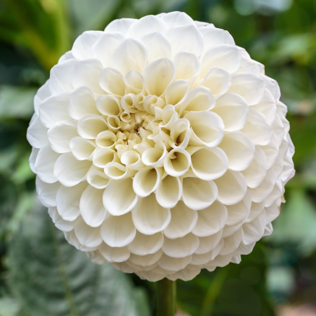 Seminte - Bulb Dahlia Snow Flake Tip Pompon, 1 bucata, Flori Albe Globulare, Dalie Decorativa Agrinin