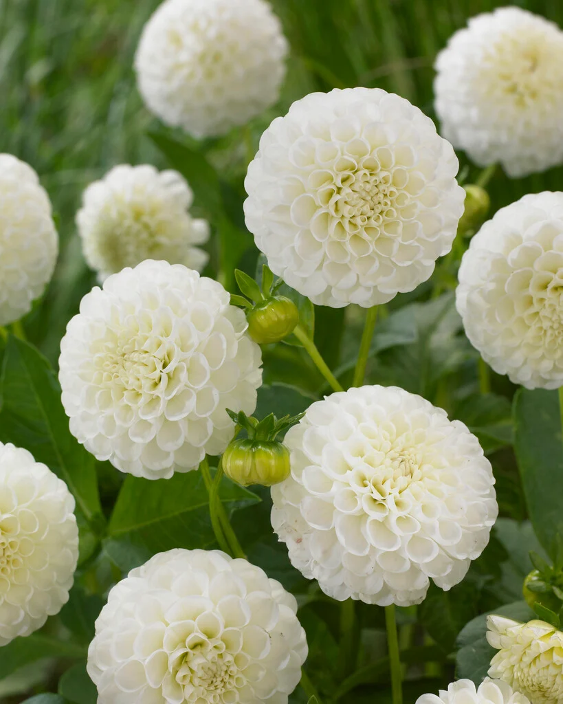 Bulb Dahlia Snow Flake Tip Pompon, 1 bucata, Flori Albe Globulare, Dalie Decorativa Agrinin [3]