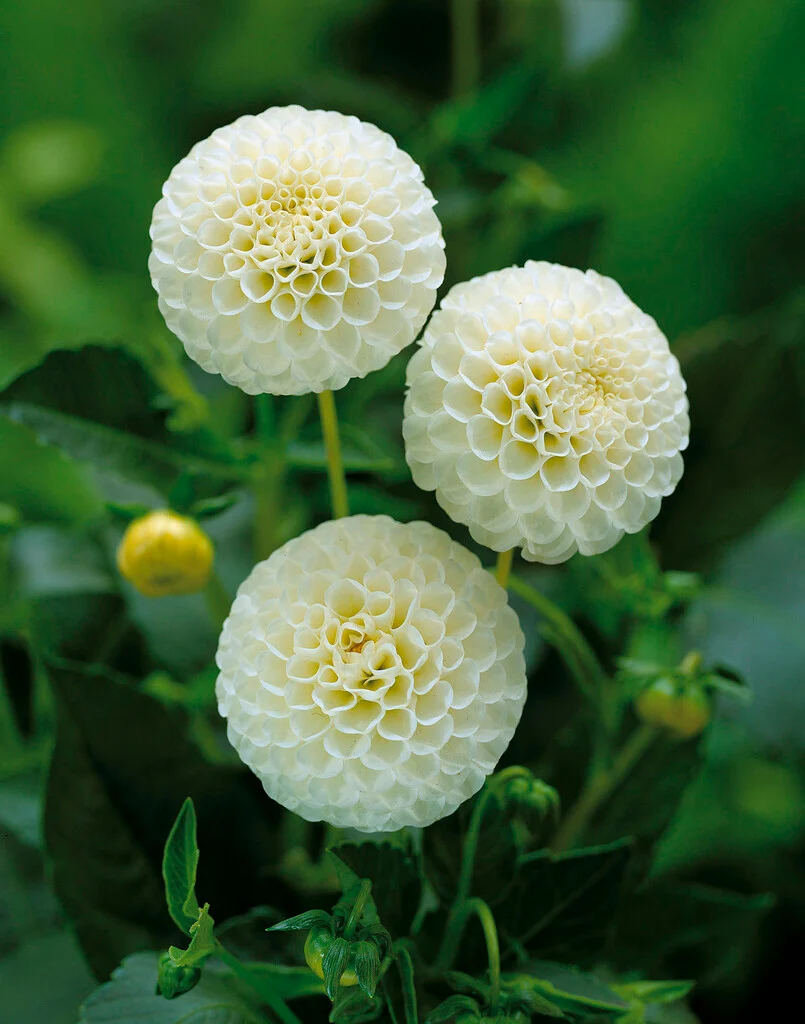 Bulb Dahlia Snow Flake Tip Pompon, 1 bucata, Flori Albe Globulare, Dalie Decorativa Agrinin [2]