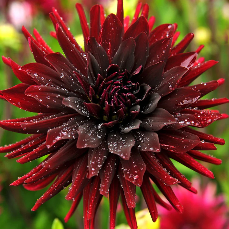 Bulb Dalia Chat Noir - 1 buc - Negru Purpuriu tip Cactus [1]