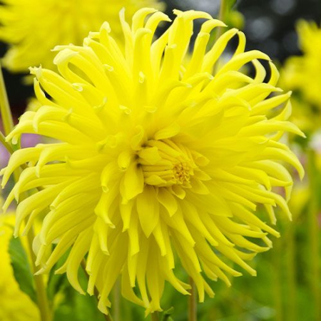 Bulb Dalia Kennemerland - 1 buc - Galben Clar tip Cactus [1]