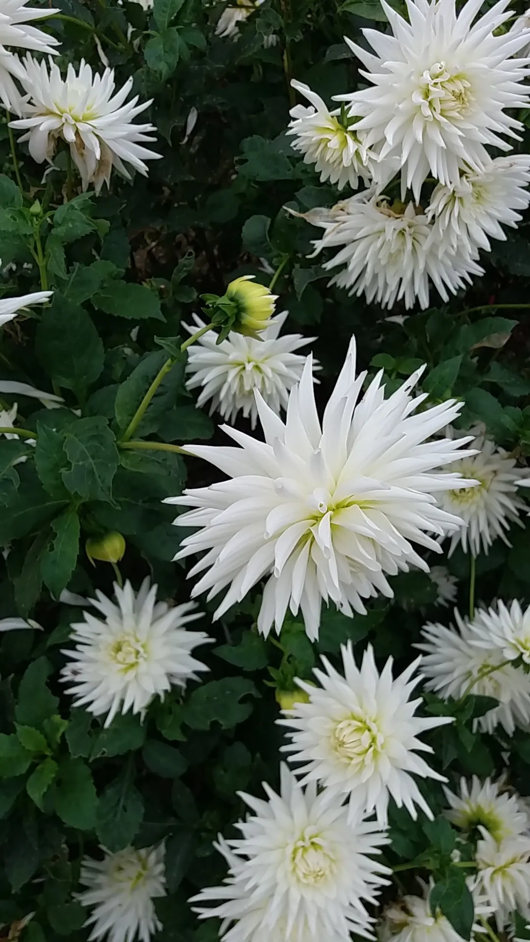 Bulb Dalia My Love - 1 buc - Alb Imaculat tip Cactus [2]