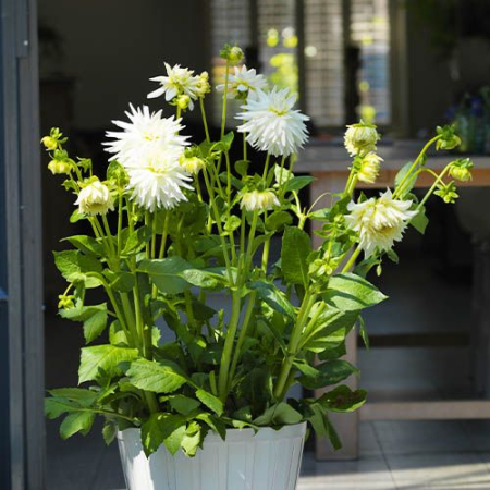 Bulb Dalia My Love - 1 buc - Alb Imaculat tip Cactus [3]