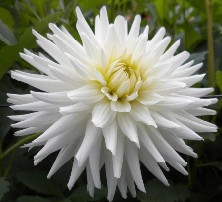 Bulbi de flori - Bulb Dalia My Love - 1 buc - Alb Imaculat tip Cactus