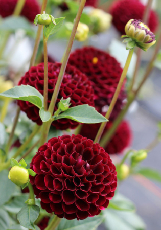 Bulb Dalia Natal - 1 buc - Tip Pompon Rosu Visiniu Catifelat [1]