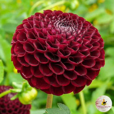 Seminte - Bulb Dalia Natal - 1 buc - Tip Pompon Rosu Visiniu Catifelat