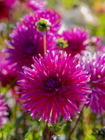 Seminte - Bulb Dalia Purple Gem - 1 buc - Violet Vibrant tip Cactus