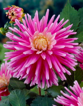 Seminte - Bulb Dalie Good Earth - Dalie Tip Cactus Roz Delicat pentru Gradini si Buchete