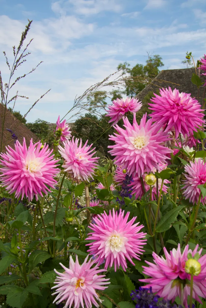 Bulb Dalie Good Earth - Dalie Tip Cactus Roz Delicat pentru Gradini si Buchete [3]