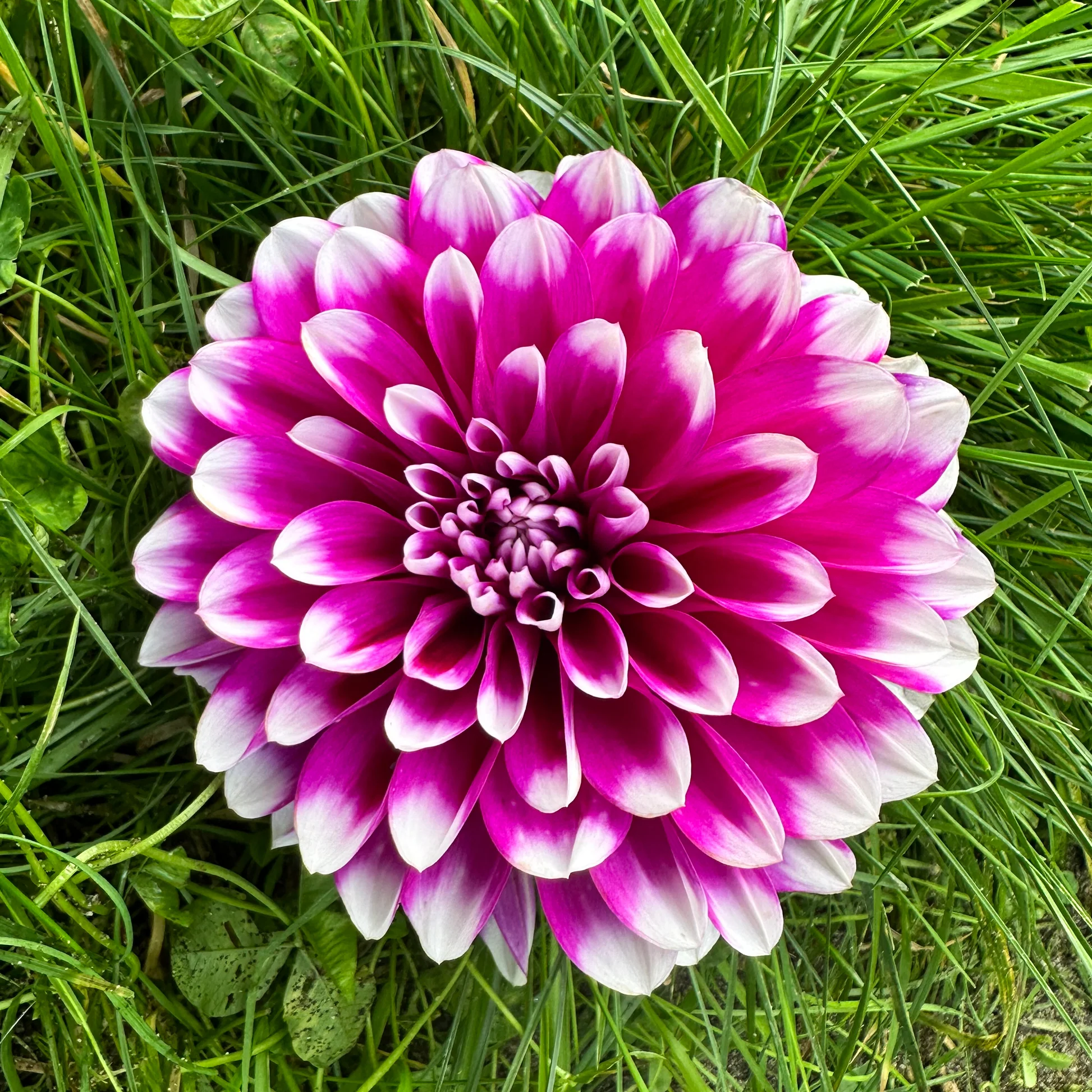 Seminte - Bulb Dalie Jean Marie - Floare Decorativa Bicolora Alb cu Roz Violet