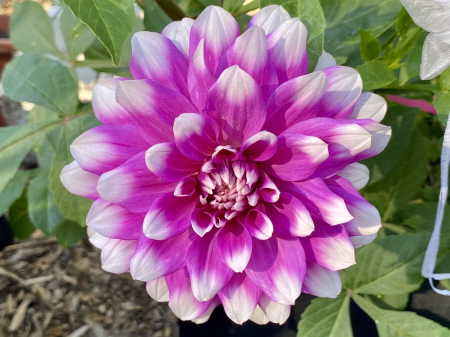 Bulb Dalie Jean Marie - Floare Decorativa Bicolora Alb cu Roz Violet [2]