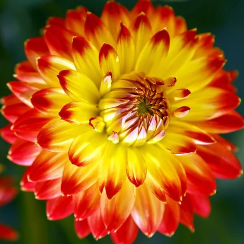 Seminte - Bulb Dalie Procyon - Floare Decorativa Bicolora Galben cu Rosu Aprins