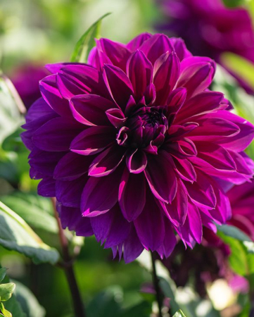 Bulb Dalie Thomas Edison - Floare Gigant Mov Purpuriu pentru Gradini Regale [1]