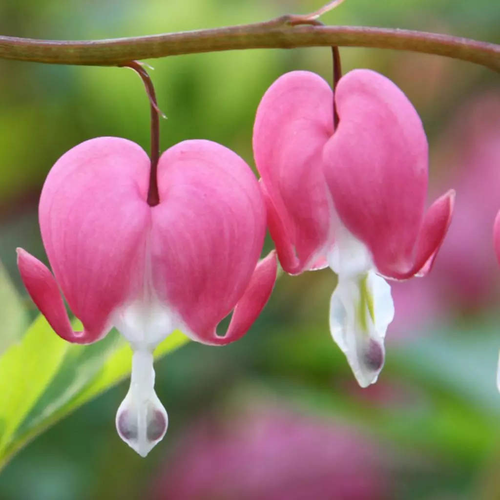 Bulbi de flori - Bulb Dicentra Spectabilis Pink - 1 buc - Inima Mariei Roz