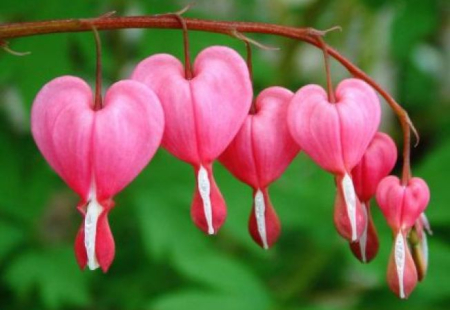 Bulb Dicentra Spectabilis Pink - 1 buc - Inima Mariei Roz [1]