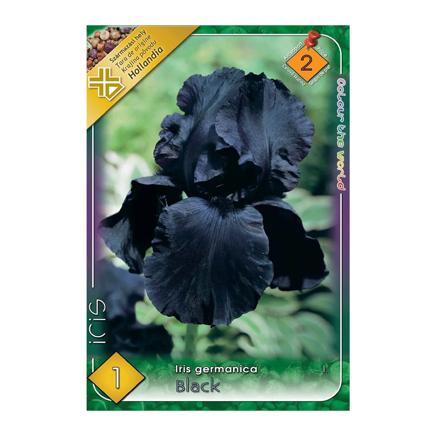 Bulbi de flori - Bulb Iris Germanica Black - 1 buc - Flori Mari Negru Catifelat