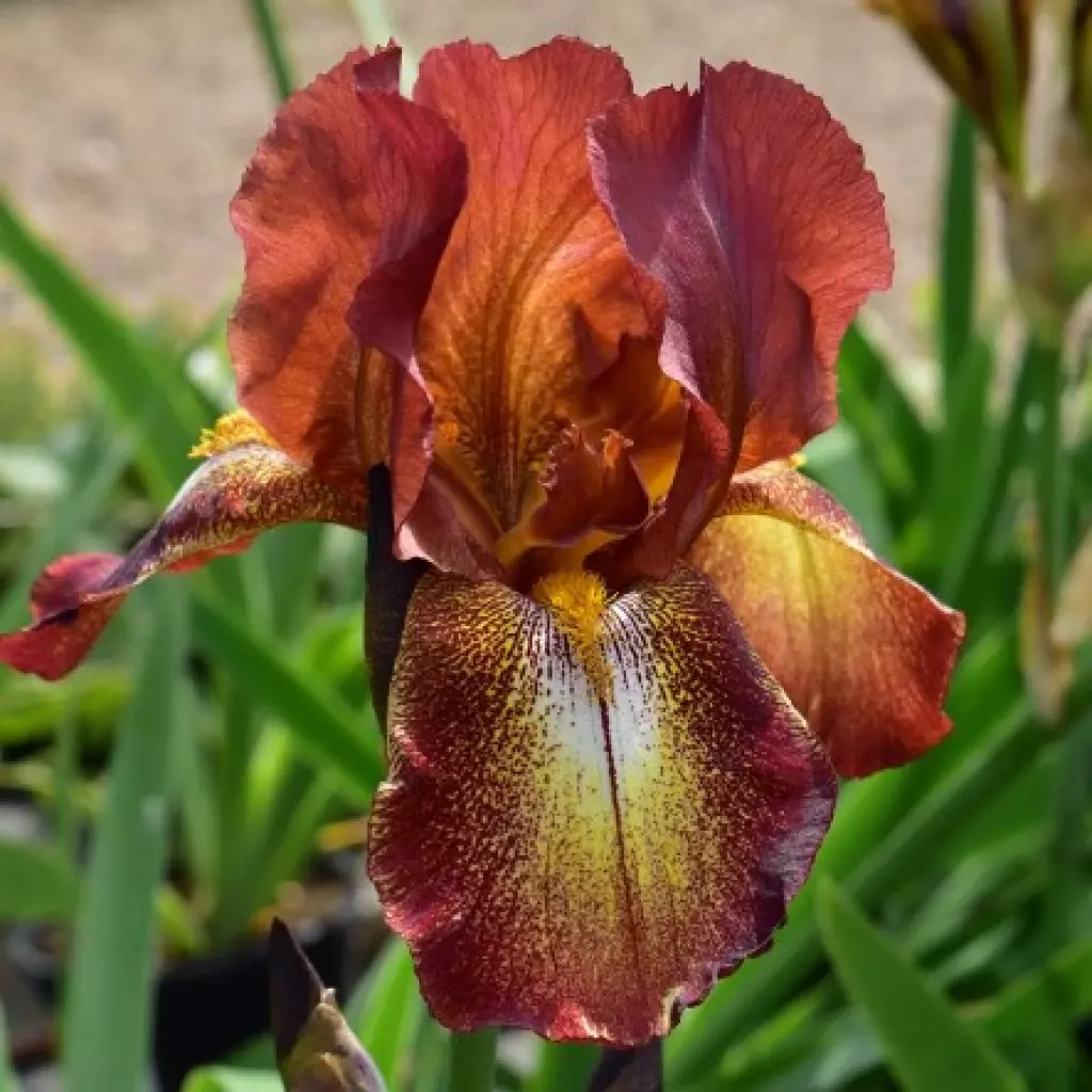 Bulb Iris Germanica Bronze - 1 buc - Flori Mari in Nuante de Cupru si Bronz [1]