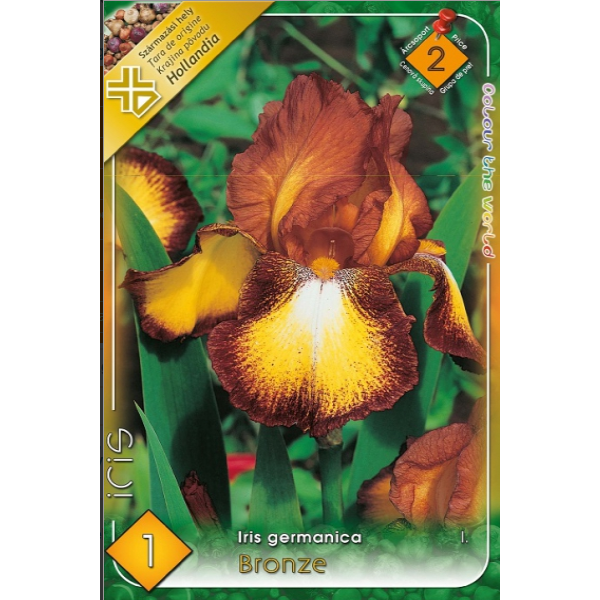 Bulbi de flori - Bulb Iris Germanica Bronze - 1 buc - Flori Mari in Nuante de Cupru si Bronz