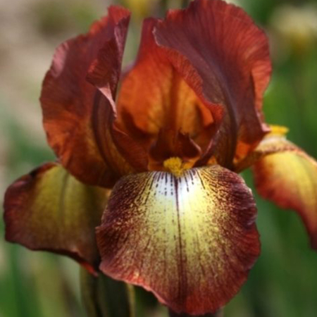 Bulb Iris Germanica Bronze - 1 buc - Flori Mari in Nuante de Cupru si Bronz [2]