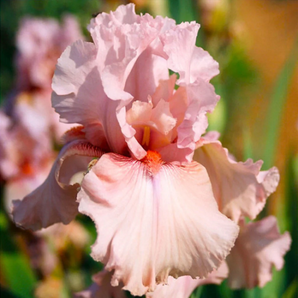 Bulb Iris Germanica Pink - 1 buc - Flori Mari Roz Pastelat [1]