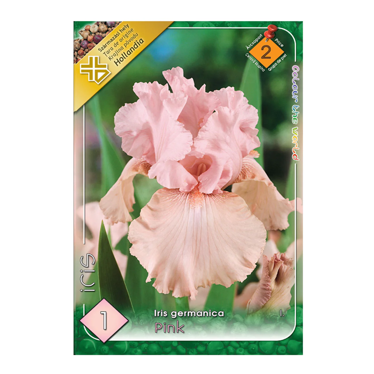 Bulbi de flori - Bulb Iris Germanica Pink - 1 buc - Flori Mari Roz Pastelat